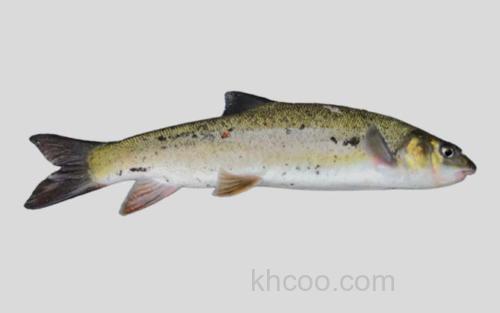 大鼻准裂腹鱼_0