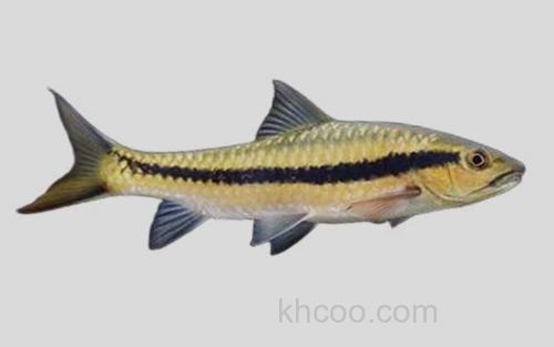 软鳍新光唇鱼_0