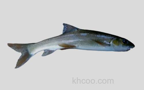 阿富汗裂腹鱼_0