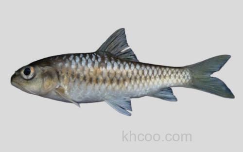 史氏新光唇鱼_0