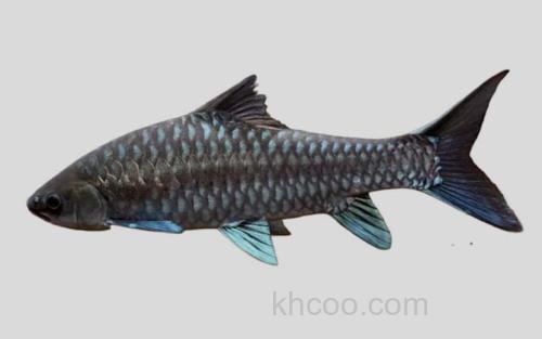 异口新光唇鱼_0