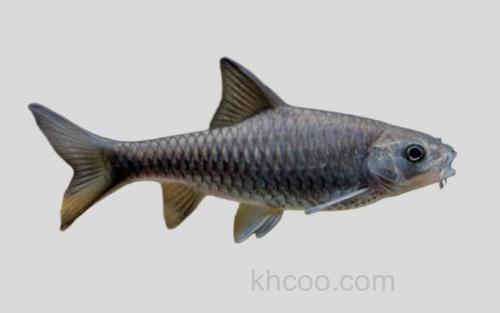 饰带新光唇鱼_0