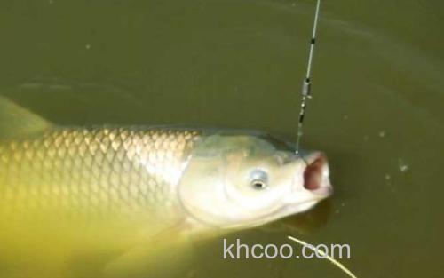 草鱼_3