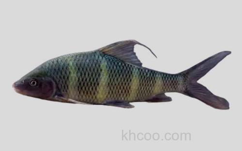长鳍光唇鱼_0
