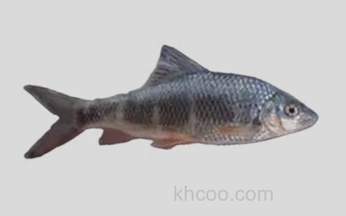 珠江虹彩光唇鱼_0