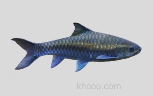 保山新光唇鱼_0