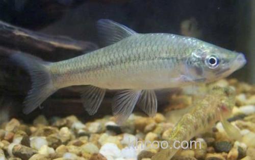 麦穗鱼_0