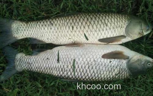 草鱼_3