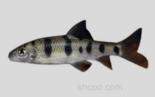 元江虹彩光唇鱼_0