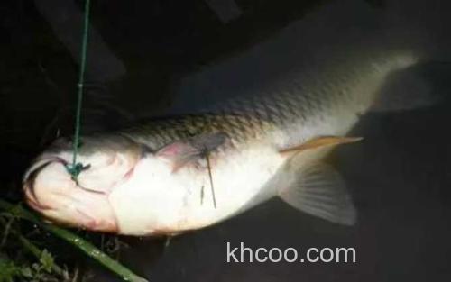 草鱼_0