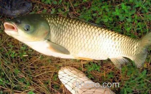 草鱼_0