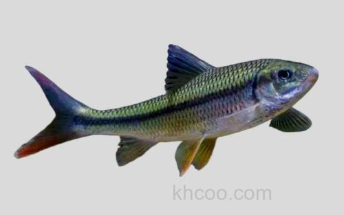 大鳞光唇鱼_0
