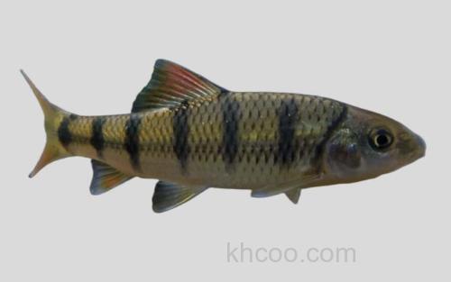 大鳞光唇鱼_0