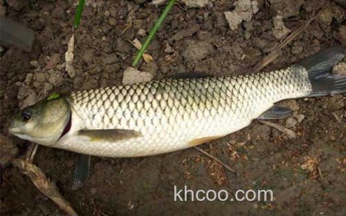 草鱼_0