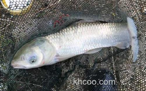 草鱼_3