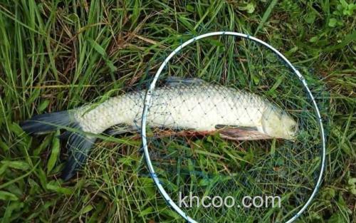 野钓草鱼_1