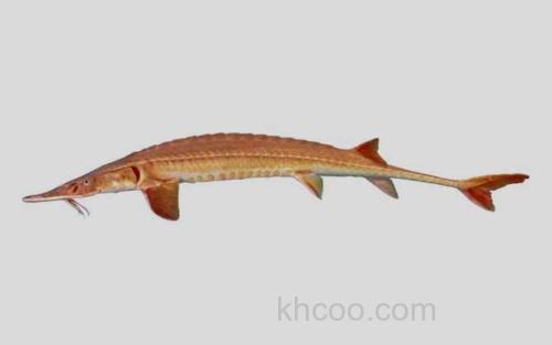 阿拉巴马铲鲟_0