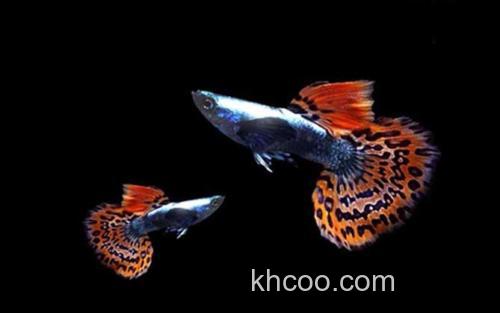 孔雀鱼_1