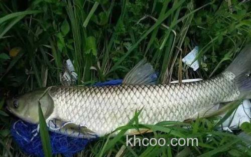草鱼_1