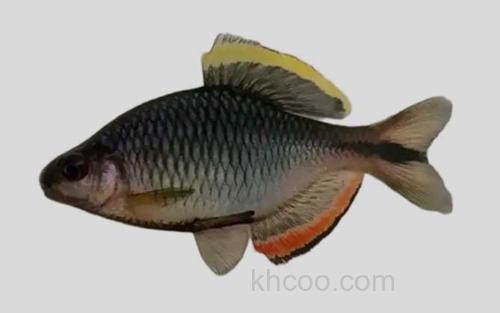 齐氏田中鳑鲏_0