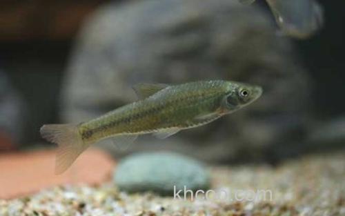 麦穗鱼_2