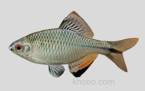 革条田中鳑鲏_0