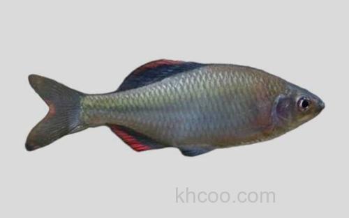 矛形田中鳑鲏_0