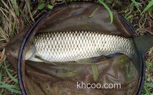草鱼_2