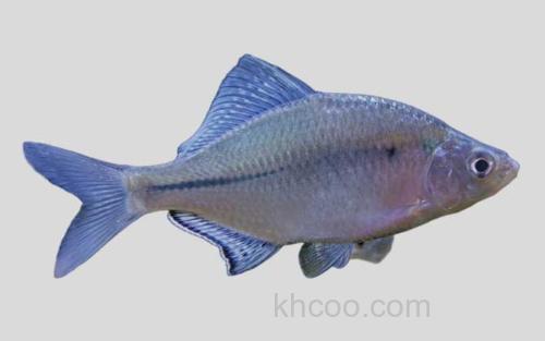 大鳍鱊_0