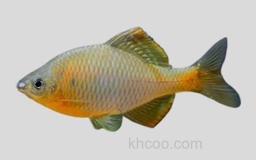 黄腹鳑鲏_0