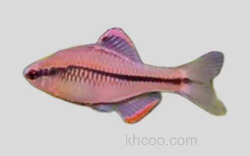 粗纹暗色鳑鲏_0