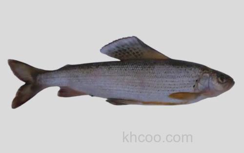 下游黑龙江茴鱼_0