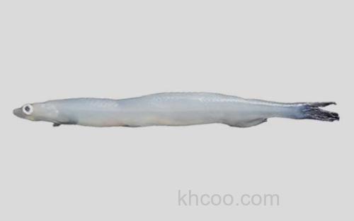 安氏新银鱼_0