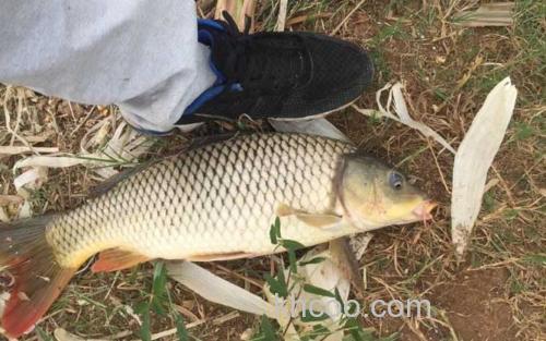 台钓鲤鱼_3