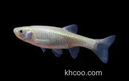 中华细鲫_2