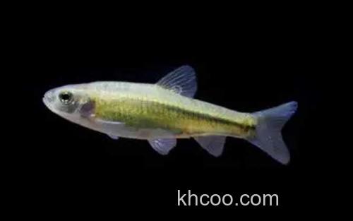 稀有鮈鲫_1