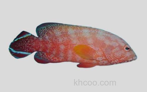 橙点石斑鱼_0