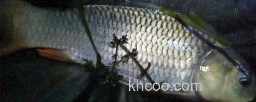 夜钓鲤鱼_0