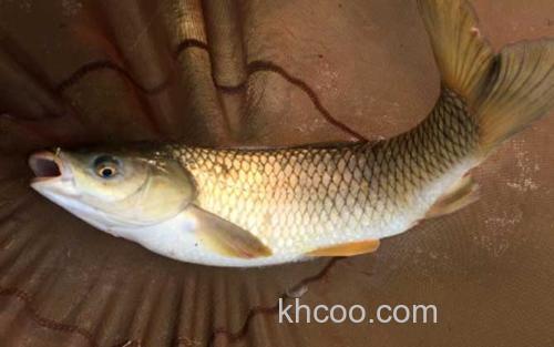 长杆短线钓大鱼_3