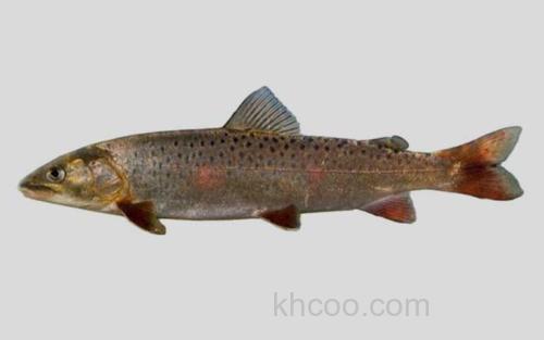 图们江细鳞鲑_0