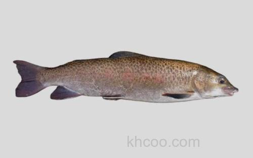 萨氏细鳞鲑_0
