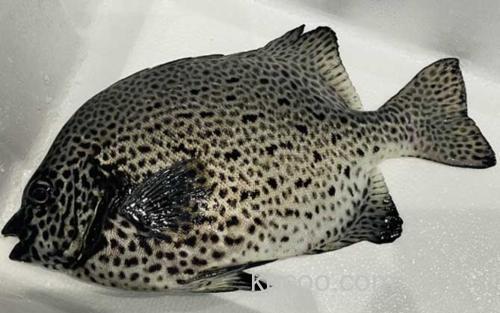 石鲷鱼_1