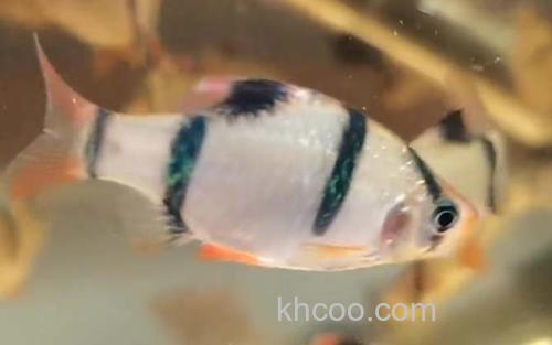 虎皮鱼_9