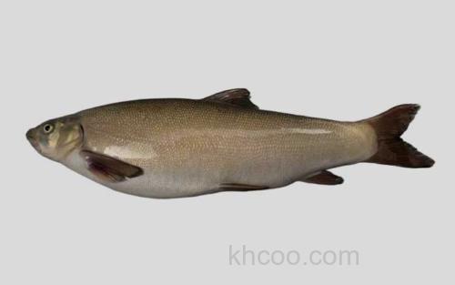 喜马拉雅裸裂尻鱼_0