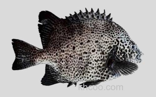 斑石鲷_0
