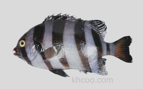 石鲷_0