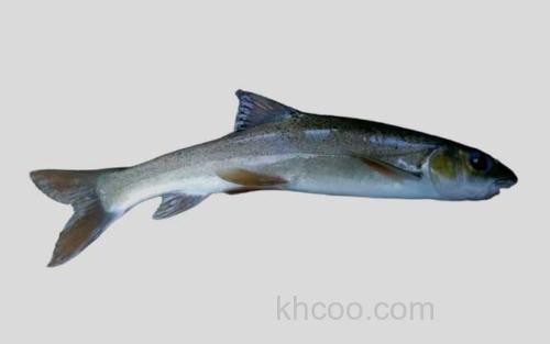 温泉裸裂尻鱼_0