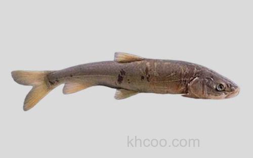 前腹裸裂尻鱼_0