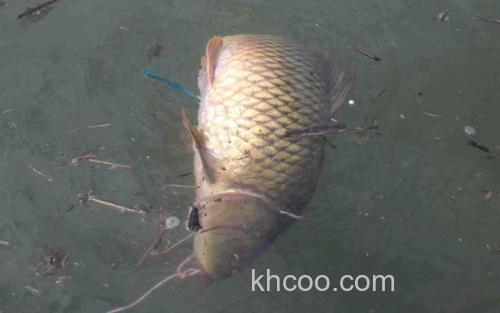 台钓鲤鱼_1