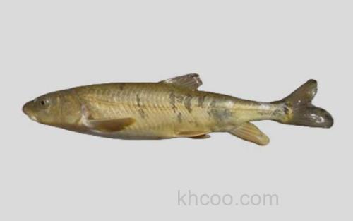 嘉陵裸裂尻鱼_0